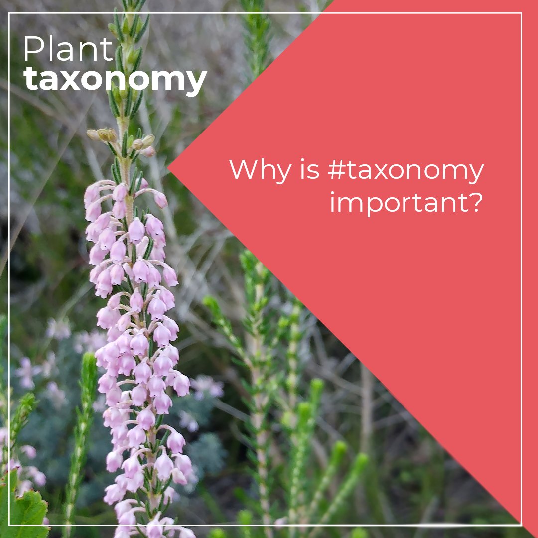 BotSocSA's tweet image. Why is #taxonomy important? 
 
Botanist Rupert Koopman says, “Many years ago, #Overberg #fynbos harvesters picked what they were told was a species called ‘Erica pink’. But in harvesting pink Erica plants, a range-restricted fynbos species, Erica irregularis, became threatened.”