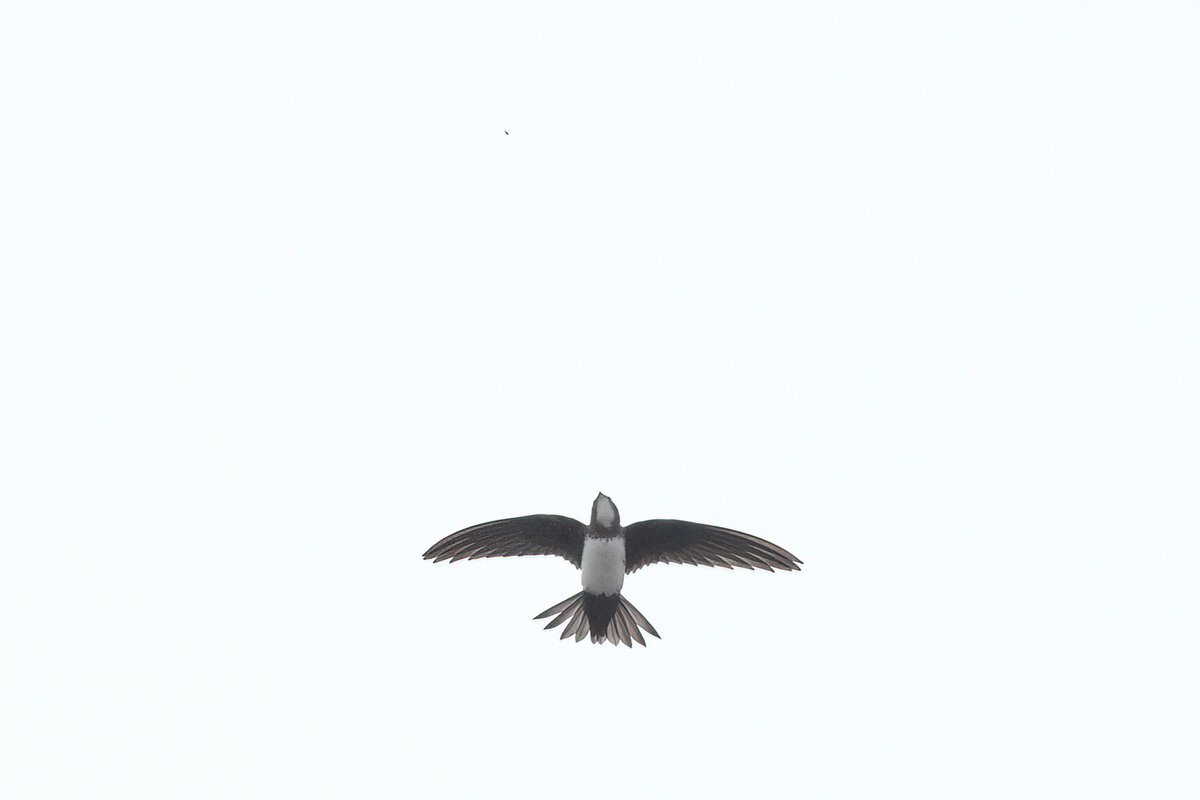 Alpine Swift over Ships & Castles carpark, Pendennis, Falmouth at lunchtime today. @CBWPS1 @bird_tours  Thanks for the initial shout from Pennance yesterday @12broadbentm & @ej_cornelius!