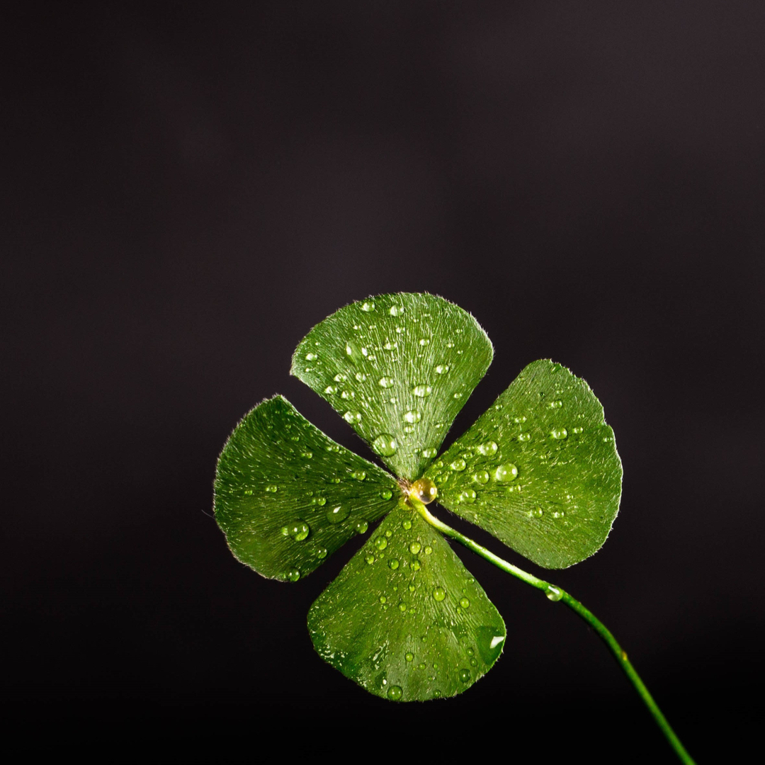 OfficialNanogen's tweet photo. "🍀 Good hair days aren't down to luck... 🍀​​​​​​​​
Nanogen uses only the best ingredients available!
Our Fibres are made from 100% natural Keratin which is molecularly identical to human hair, easy to use, and virtually undetectable and our shampoo/condition https://t.co/YcXEGwtuiw