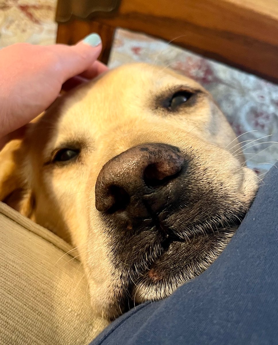 When you’re in the thick of #caregiverburnout, feeling like the weight of the world is on your shoulders and you’ve got no one on your side, and then your dog looks at you like this. 😭 
#caringthrucancer #cancer #caregiver #familycaregivers #wecandohardthings #yellowlabs
