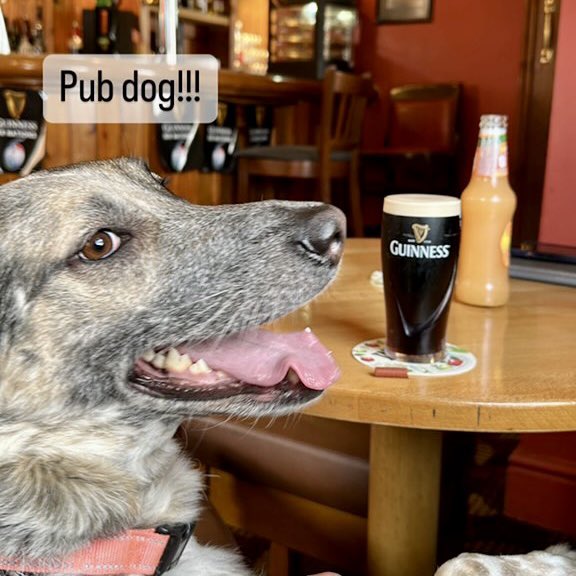 DogStuffin's tweet photo. Hoodad want to have a quick drink in celebration of #StPatrickDay 🍀 wishing everyone a great day #dog #doggo #pubdog #stpaddysday https://t.co/xu7TL6oZmc