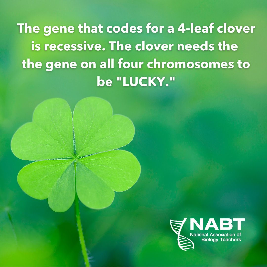 NABT_News's tweet photo. A survey from 2017 suggests that 1 in 5,000 clovers has four-leaves. But they are usually found in clusters, so if you find one odds are good you'll find more. 

#NABT #luck https://t.co/oowZ41uBBR