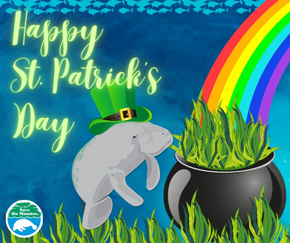 What's better than a pot of gold? For a manatee, a bed of seagrass! Happy St. Patrick's Day from all of us at Save the Manatee Club! #stpatricksday