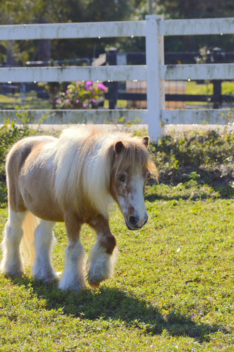TRainbowInc's tweet photo. Springtime Sparky💐

#FarmFriday sponsored by Joe DiMaggio Children's Hospital 
#tomorrowsrainbow #nonprofit #backtojoy https://t.co/EExODJ5tpW