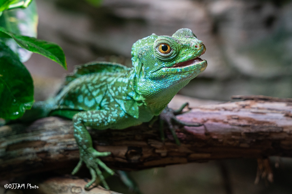 CincinnatiZoo's tweet photo. Happy St. Patrick's Day from the Greenest Zoo in America! 🍀 https://t.co/1lkDGTUTRt