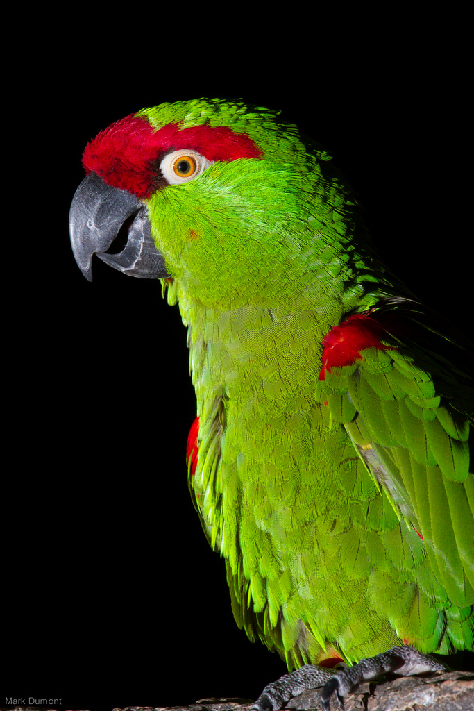 CincinnatiZoo's tweet photo. Happy St. Patrick's Day from the Greenest Zoo in America! 🍀 https://t.co/1lkDGTUTRt