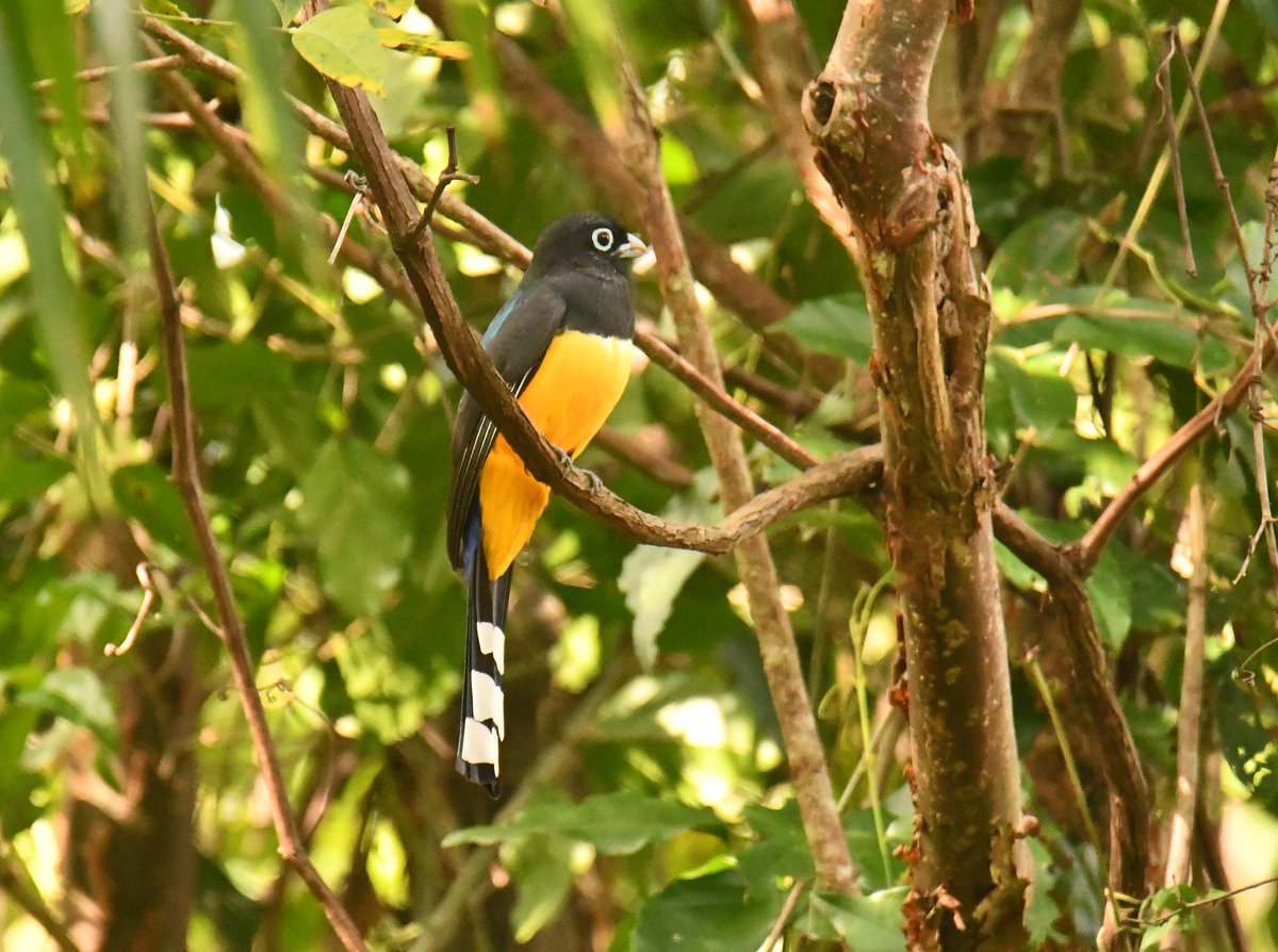 A few if the fabulous birds of Yacatun.Mexico