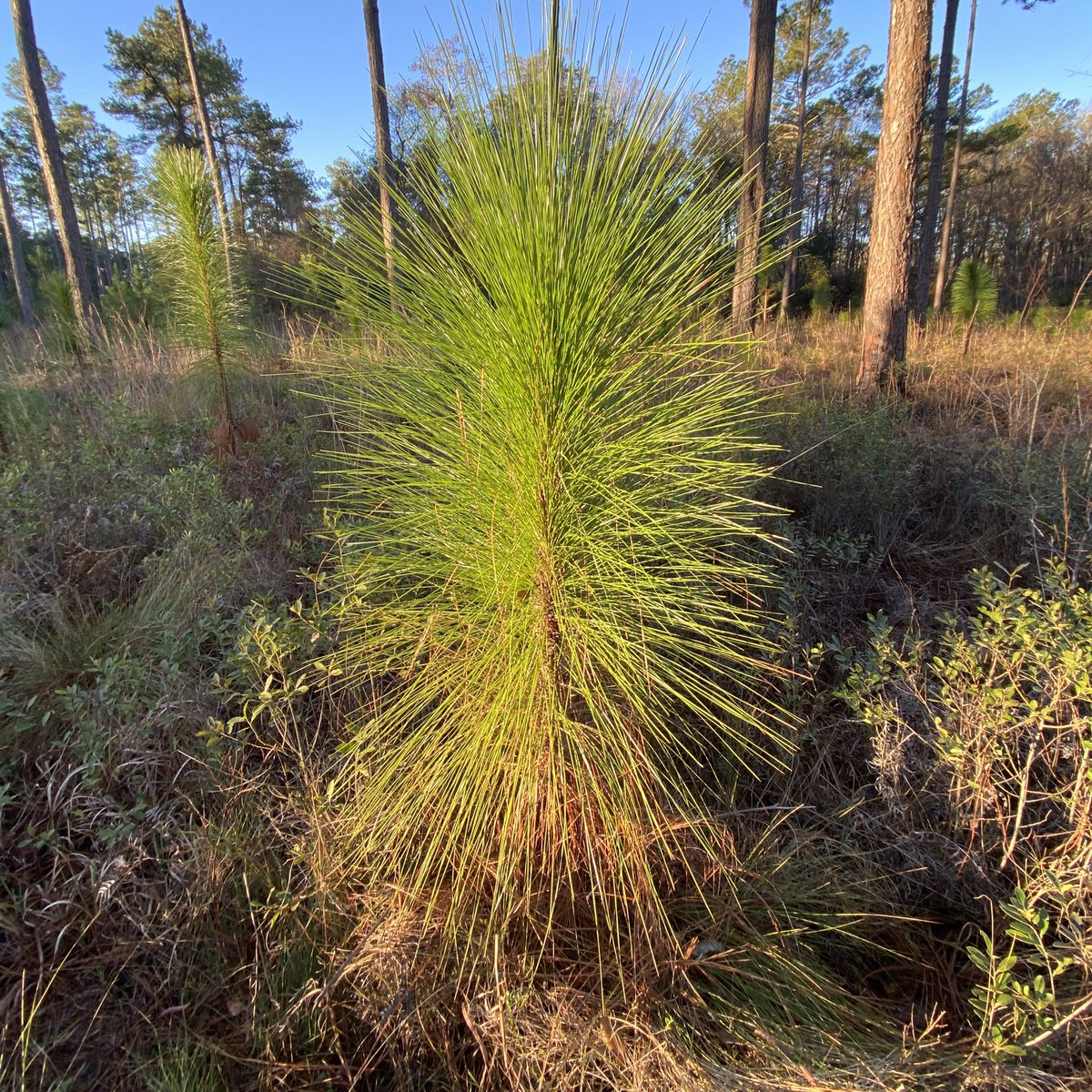 Clover is nice, but my favorite shade of green is longleaf pine. Happy St. Patrick’s Day, y’all!