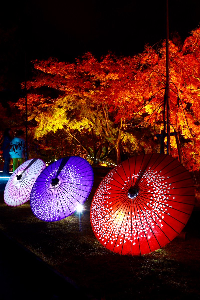 #japan #japanesenights #japaneselights #lights #bestpics #bestnights #notte #dinotte #nighttime #nightlights #citylights #umbrellas #park #garden #glorynights