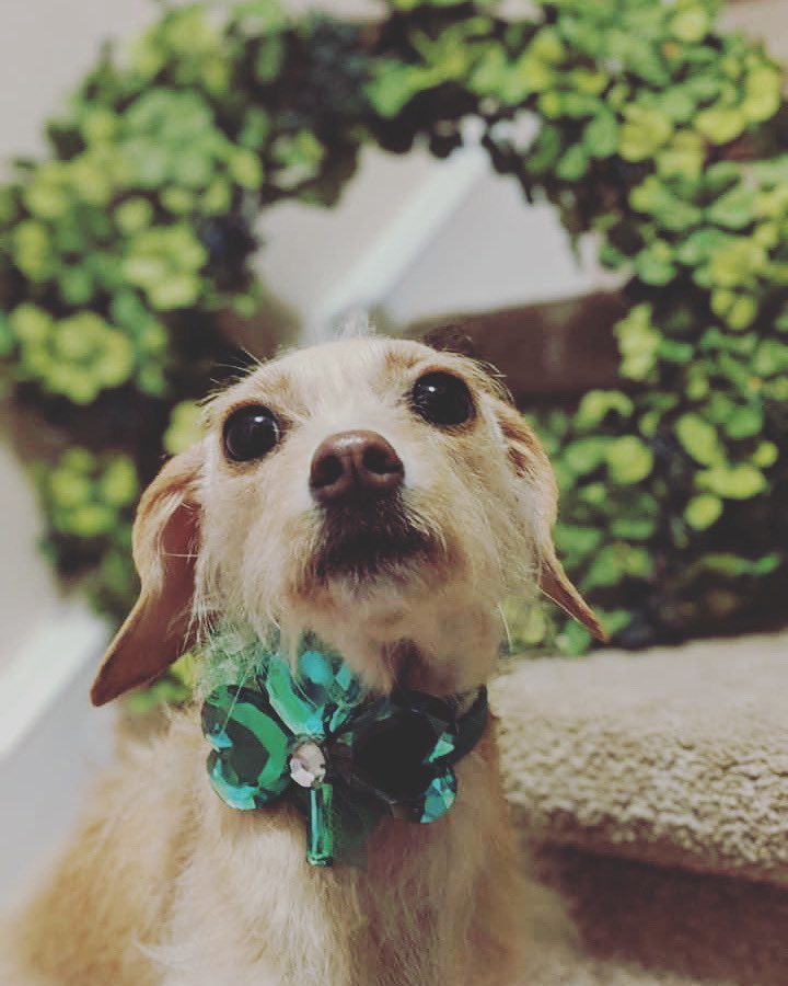 LVacc's tweet photo. Charlie says: Happy St. Patrick’s Day!  ☘️ #stpaddysday #dog https://t.co/cmphouTdFf