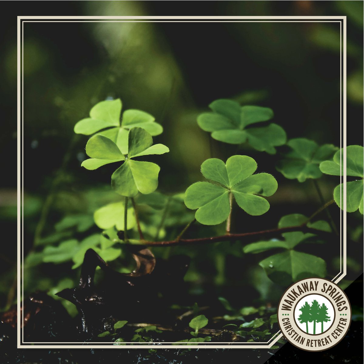 waukaway's tweet photo. The shamrock has been used as a way of explaining the Trinity, and also used to represent the three things Paul urges in Colossians 3 that will last forever—faith, hope, and love. As you celebrate St. Patrick's day, we wish you a day full of just that! #waukaway https://t.co/WQowWsWUyV