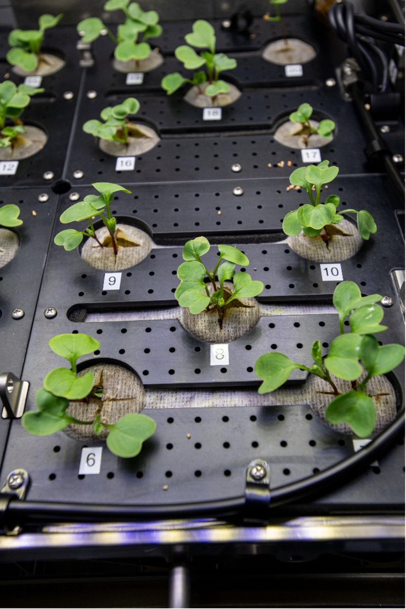 NASASpaceSci's tweet image. These may look like clovers but they’re actually radishes sprouting aboard @Space_Station! This research contributes to NASA’s goal of sustaining crews on long-duration space exploration missions &amp;amp; can also benefit agriculture on Earth. #StPatricksDay2023 go.nasa.gov/42gVCko