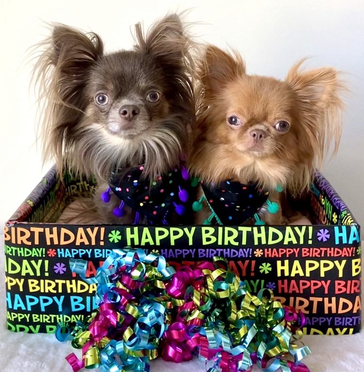SunnyDaWawa's tweet photo. @BellaBoosBros Happy, happy 9th birthday, Kona boy! We lub you so much and hope you have a great birthday with Teddy B! ๐๐๐ฅณ
#MissYouBoo https://t.co/Zx1ln14bYg