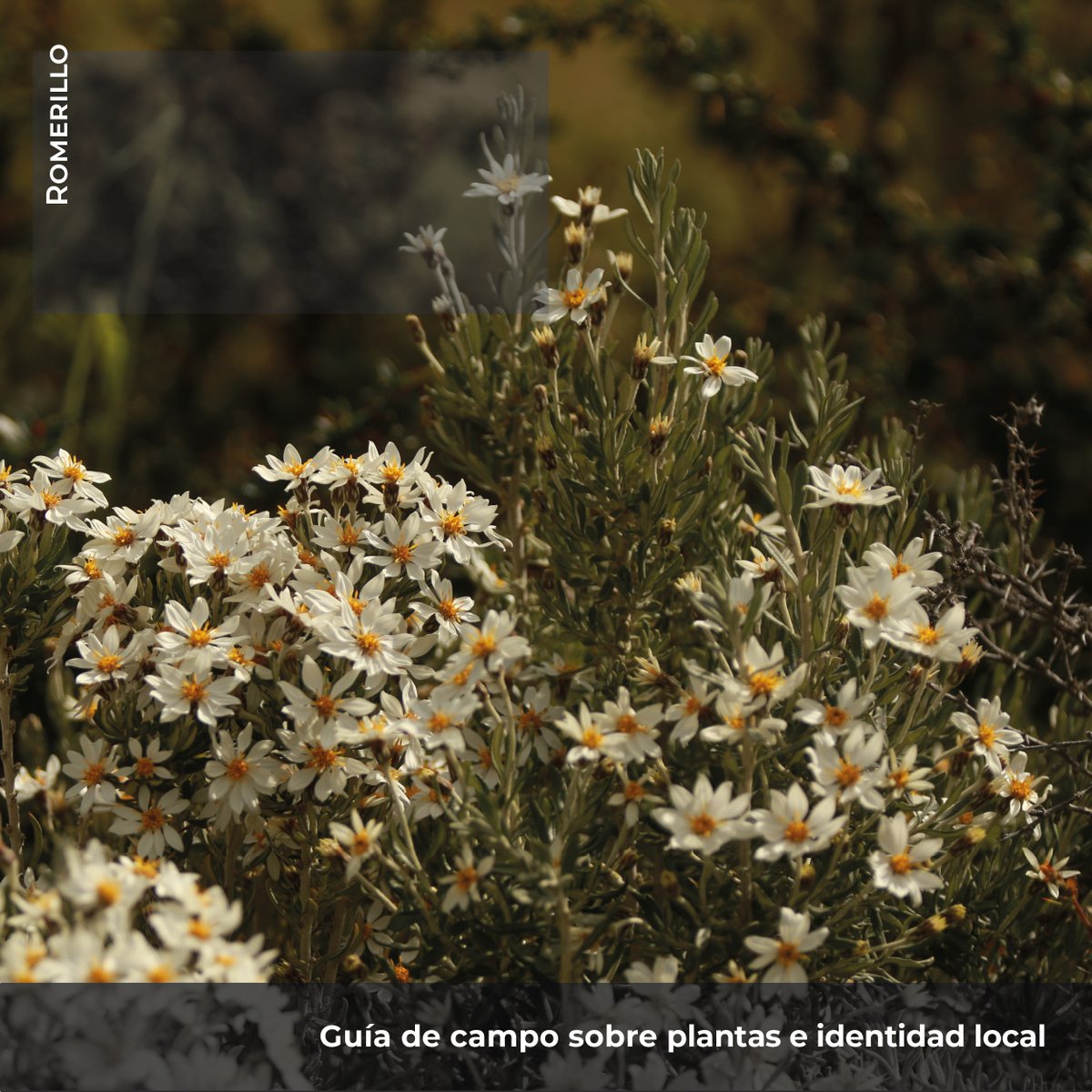 🌿El Romerillo es utilizado como cerco vivo para proteger del viento al ganado y los campos donde pastan. Este arbusto también es reconocido en una planta medicinal.

Descarga la guía de de Flora nativa e identidad aquí 👉kauyeken.cl/post/gu%C3%ADa…