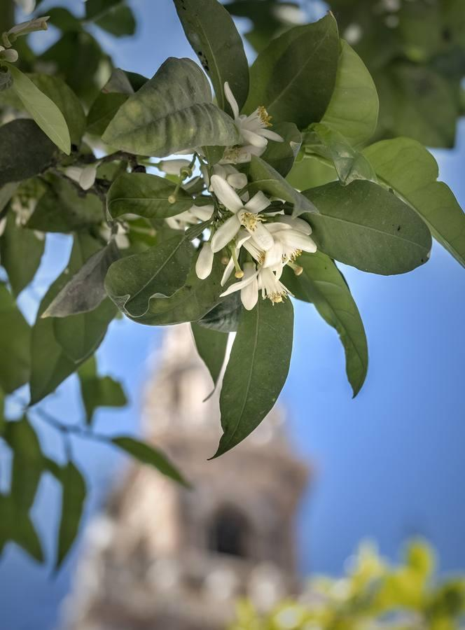 LLega la primavera... 😍