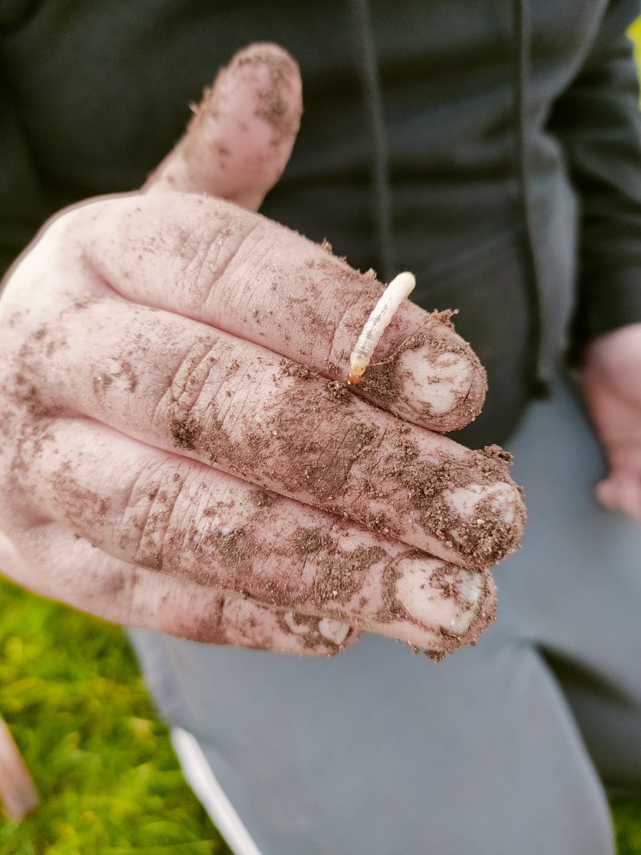 Fraserburgh_ASL's tweet photo. A lovely end of the week planting our @WoodlandTrust trees. Varieties include Hawthorn, Dogwood, Silver Birch, Oak, Hazel, Blackthorn, Cherry, and Rowan. 
@LfSScotland @ELiveseyScience @FraserburghAcad #outdoorlearning #treesforschools #brilliantbroch https://t.co/tTIcoCjPZU