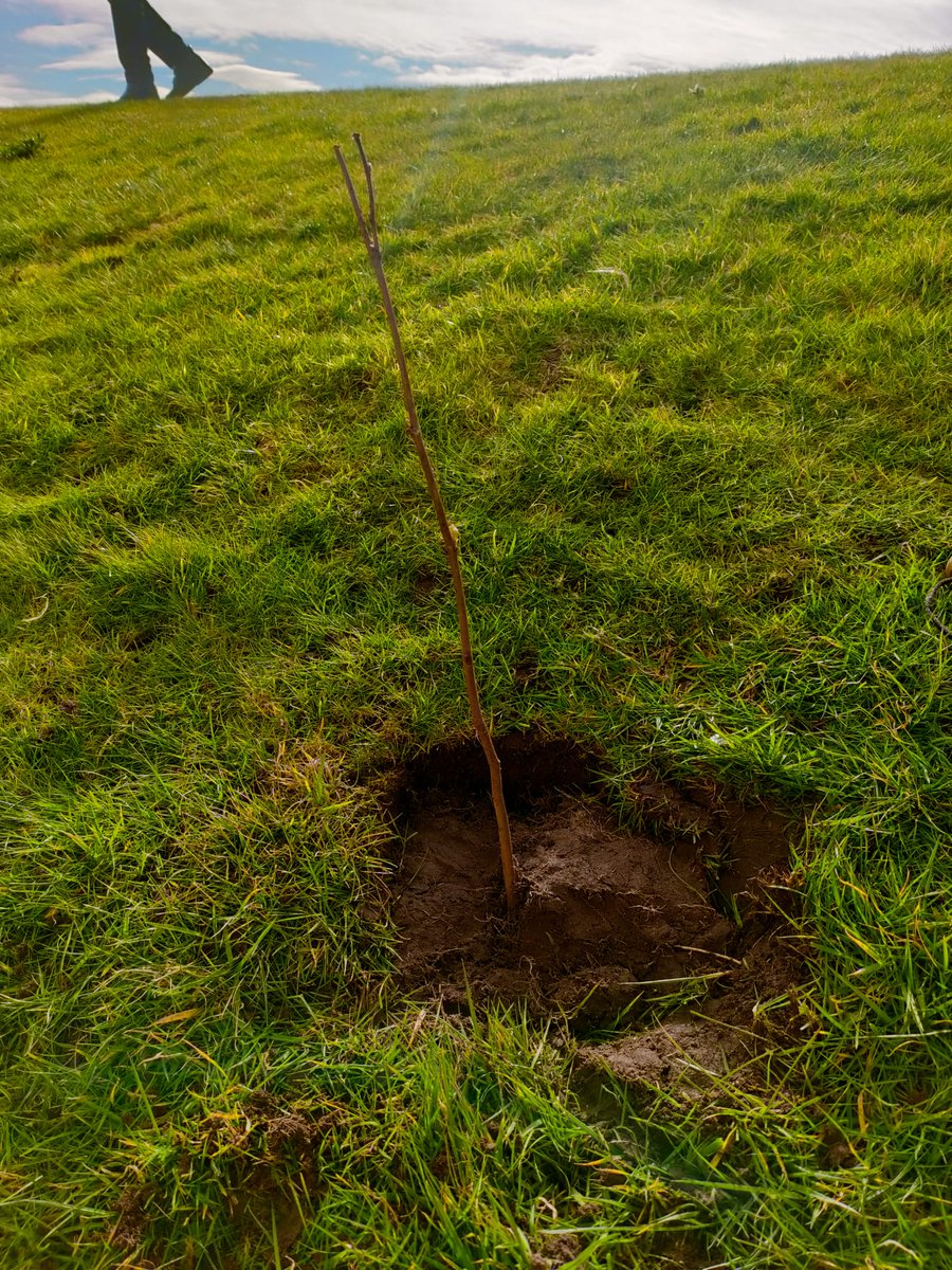Fraserburgh_ASL's tweet photo. A lovely end of the week planting our @WoodlandTrust trees. Varieties include Hawthorn, Dogwood, Silver Birch, Oak, Hazel, Blackthorn, Cherry, and Rowan. 
@LfSScotland @ELiveseyScience @FraserburghAcad #outdoorlearning #treesforschools #brilliantbroch https://t.co/tTIcoCjPZU