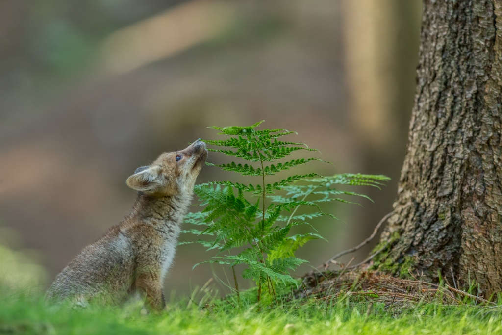 MyStart_com's tweet image. Introducing the newest way to explore the web - the Baby Fox Chrome Theme! 🦊 💻  Ready to add a little fun to your web browsing? Get this free theme today and start your search in style! 
🦊 blog.mystart.com/the-adorable-b… 🦊
#ExploreTheWeb #BabyFox #ChromeTheme