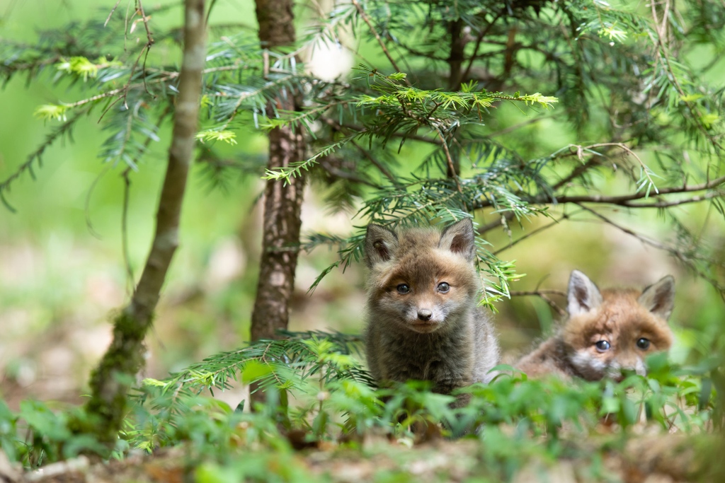 MyStart_com's tweet image. Introducing the newest way to explore the web - the Baby Fox Chrome Theme! 🦊 💻  Ready to add a little fun to your web browsing? Get this free theme today and start your search in style! 
🦊 blog.mystart.com/the-adorable-b… 🦊
#ExploreTheWeb #BabyFox #ChromeTheme