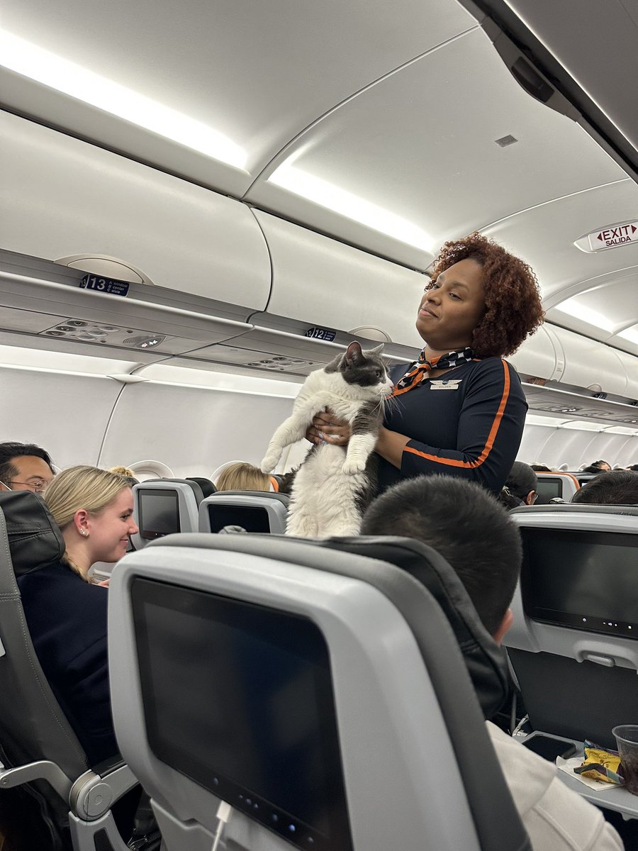 On last night’s @JetBlue flight, ONT-JFK: “Is anyone missing a CAT. A grey-and-white CAT.” Yes I woke up for this.