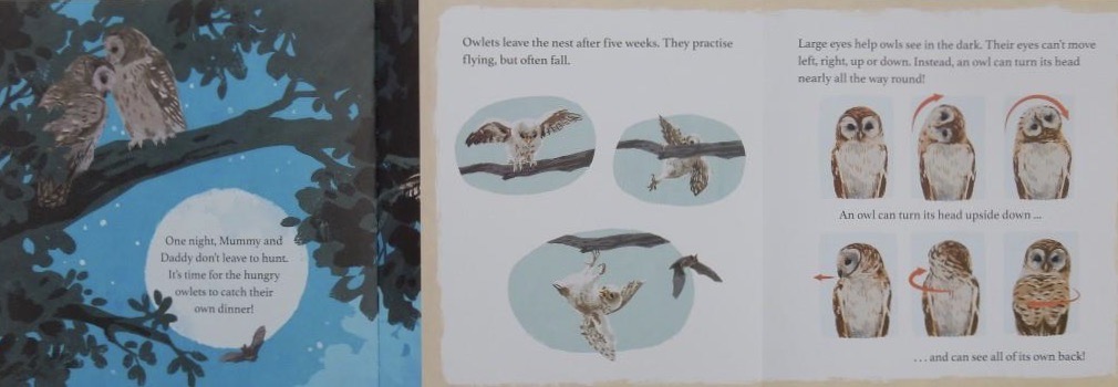 JillBennett18's tweet image. Beautifully illustrated and perfectly pitched for young children #BabyOwl @annerooney @qulan_ @OxfordChildrens - a narrative nonfiction #picturebook - it’s reviewed today on #RedReadingHub blog  wp.me/p11DI5-aLO