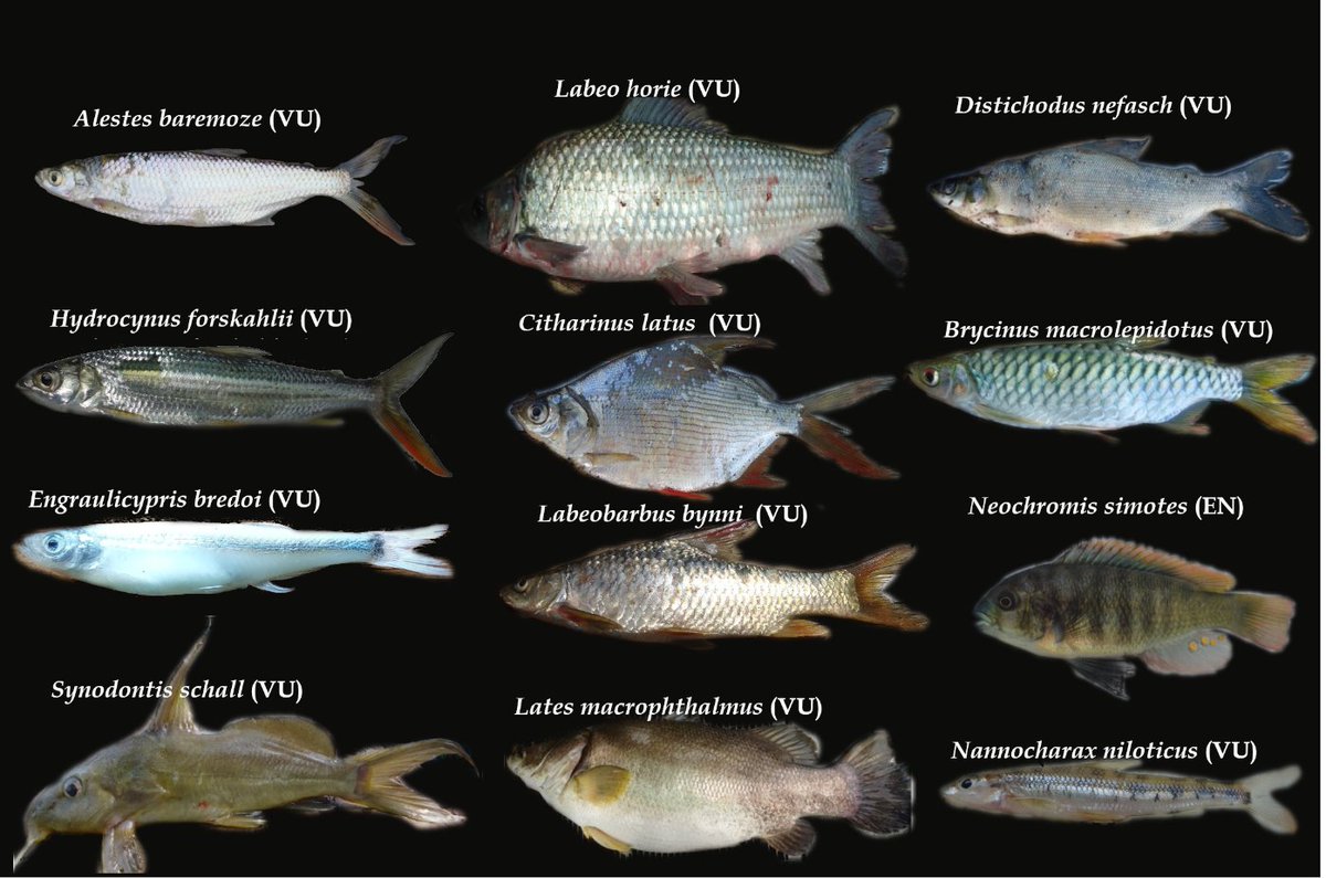 The National Red List for the Fishes of Uganda will be launched next week on 21st March.

Below are some of the threatened species in the list. 

<a href="/GBIF/">GBIF @biodiversity.social/@gbif</a>
 <a href="/JRSBiodiversity/">JRS Biodiversity Foundation</a>
 <a href="/narouganda/">NARO Uganda</a>
 <a href="/MAAIF_Uganda/">MAAIF 🇺🇬</a>