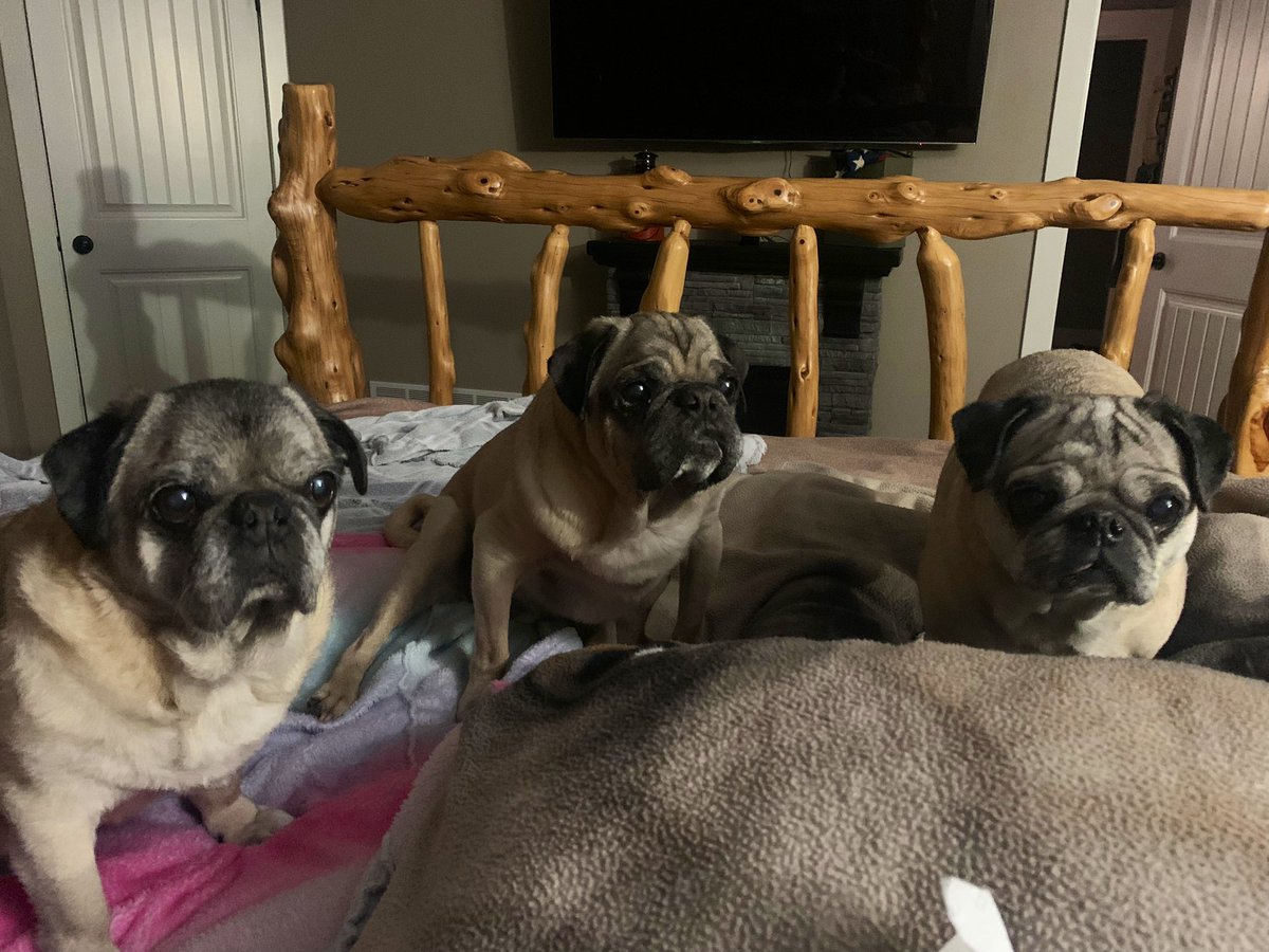 scheanit's tweet image. These precious babies have stood strongly by my side through 6+ spine surgeries, 1 knee replacement, Breast Cancer &amp;amp; COVID.  My love for them is beyond profound.  Now it’s my turn to be strong for them; make choices I don’t want to make.  And it’s breaking my heart 💔