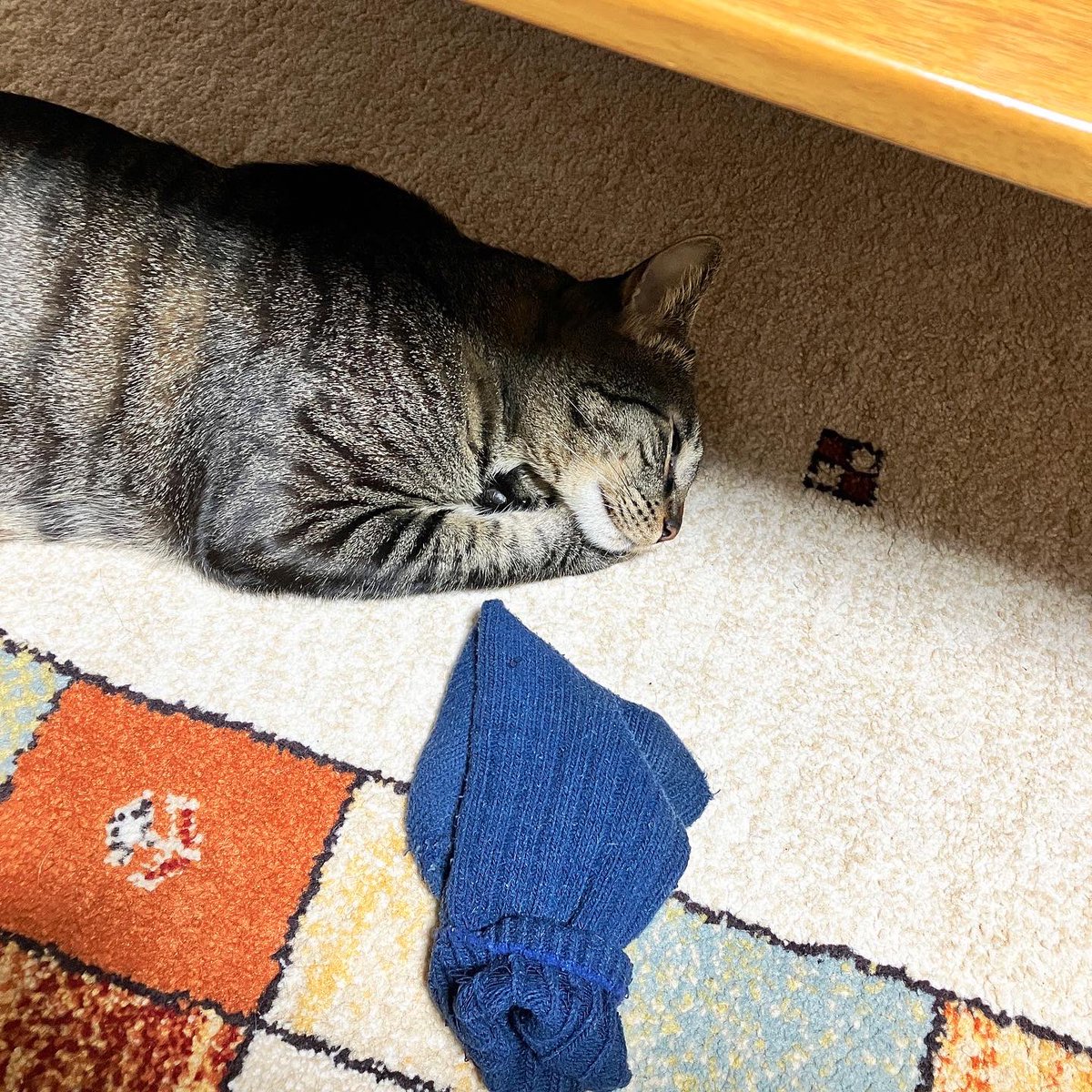fuchi_eny_fip's tweet photo. 靴下をガジガジかじって靴下と一緒にスヤスヤ寝てました🧦靴下放置に要注意🫥
#猫のいる暮らし #猫 https://t.co/VoG9yKUJV0