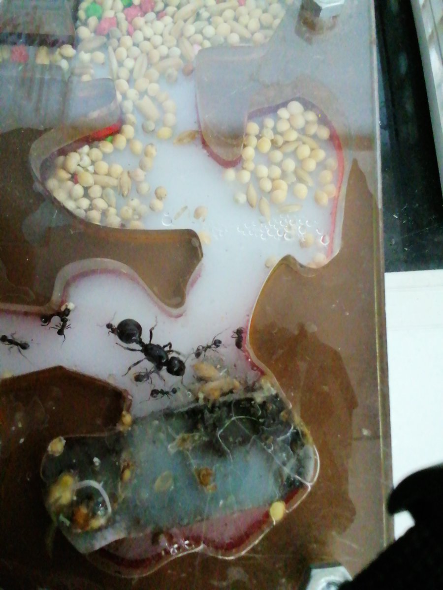 CEIPLAREDO's tweet photo. ๐ INFORME #formigueando 17-03-2023 :
- Especie investigada: Messor Capitatus
- Curso Investigadora: 4ยบ EP
- Nยบ Colonia: 20 formigas.
#laredolab361 #clubciencialaredo
๐ Informes completos : https://t.co/ZirNtsggWi https://t.co/L3vgriiCQi