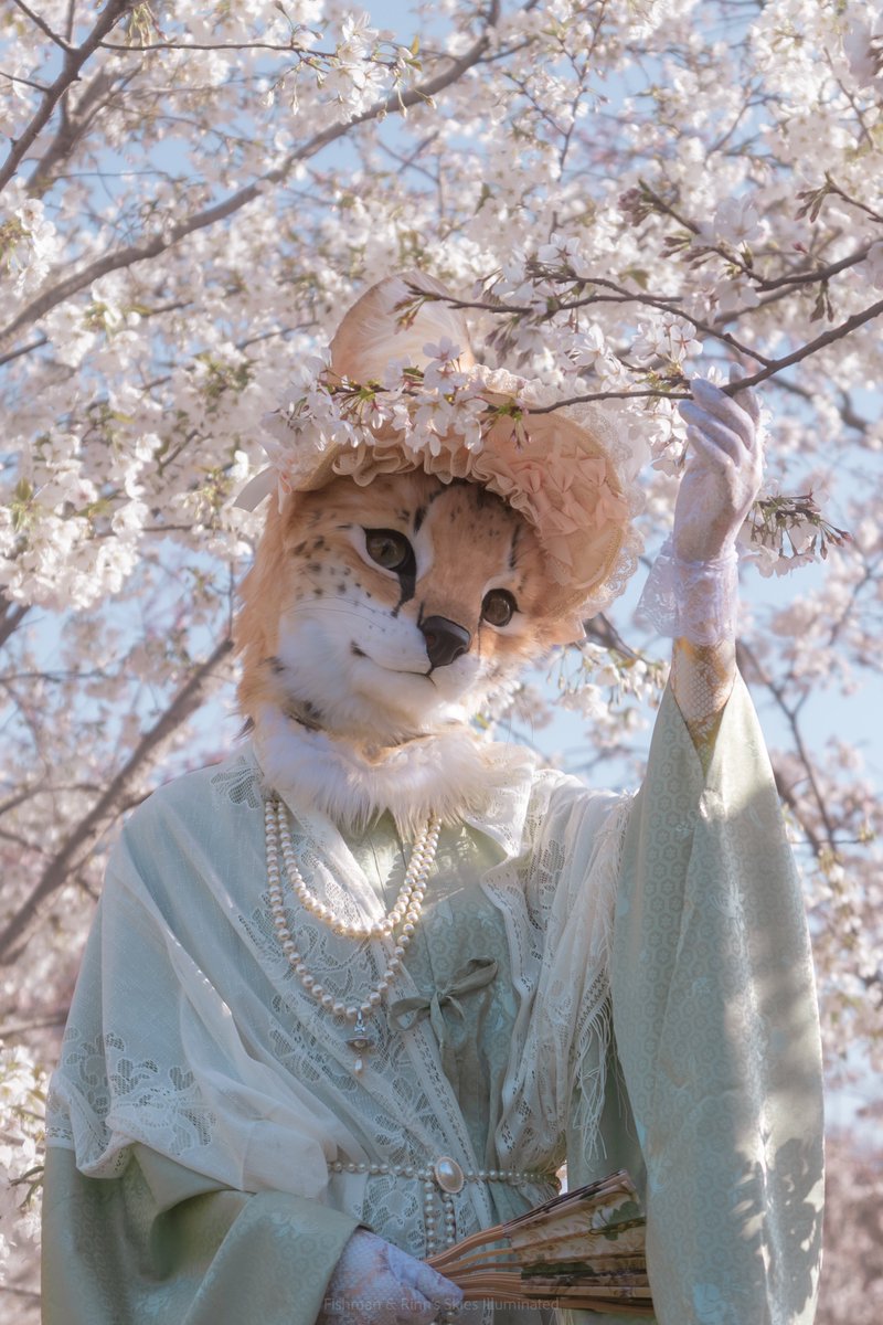 They seem like blossoms yet…

📸<a href="/fishmimi_/">Fishman</a> &amp; me
✂️@suolaxierr 
#fursuit #furry #FursuitFriday #sakura #serval