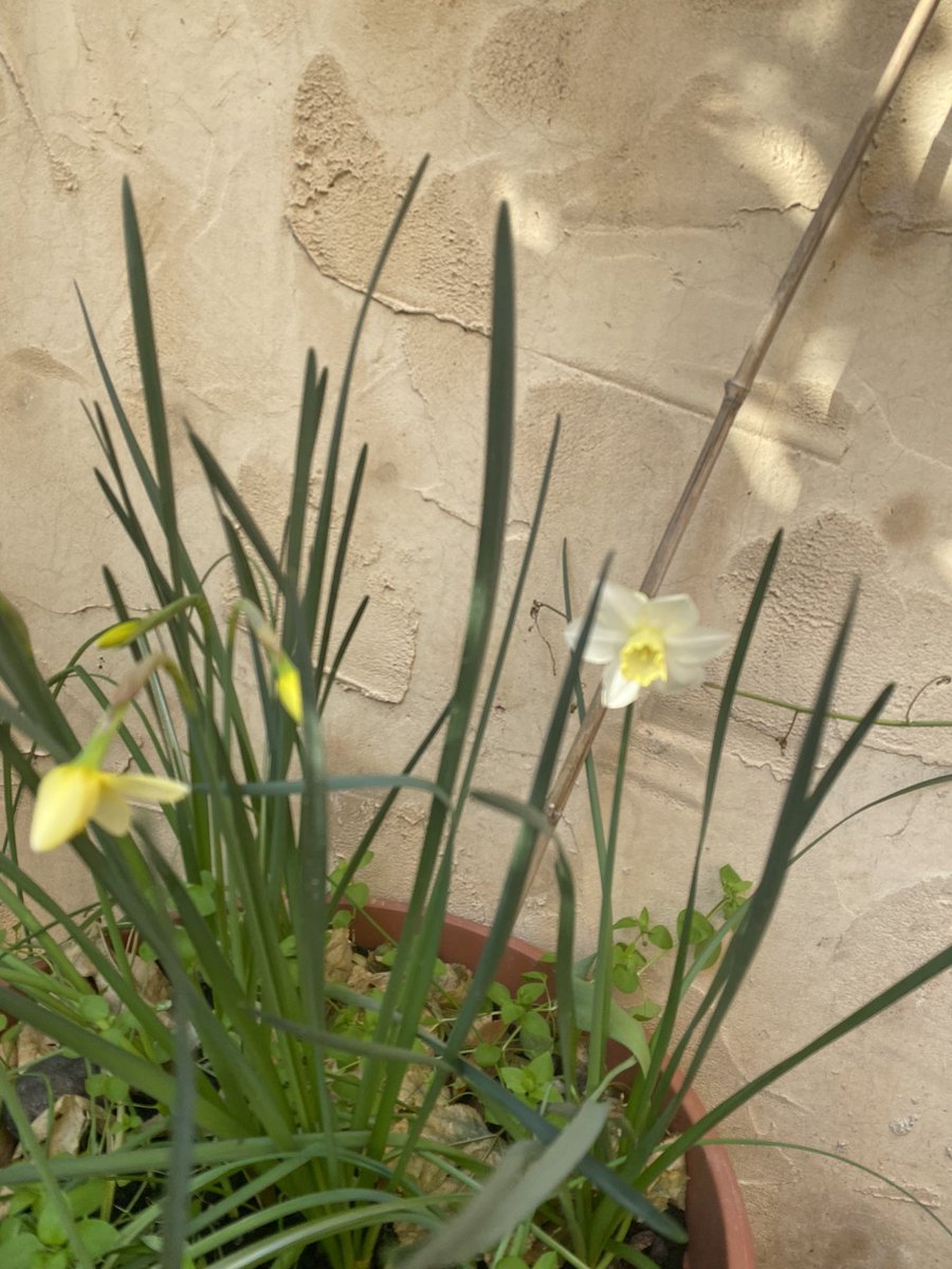 saibef's tweet image. More flowers to spread … Beautiful weather ♥️