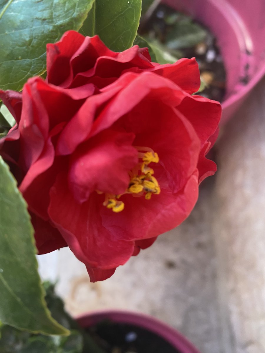 saibef's tweet image. More flowers to spread … Beautiful weather ♥️