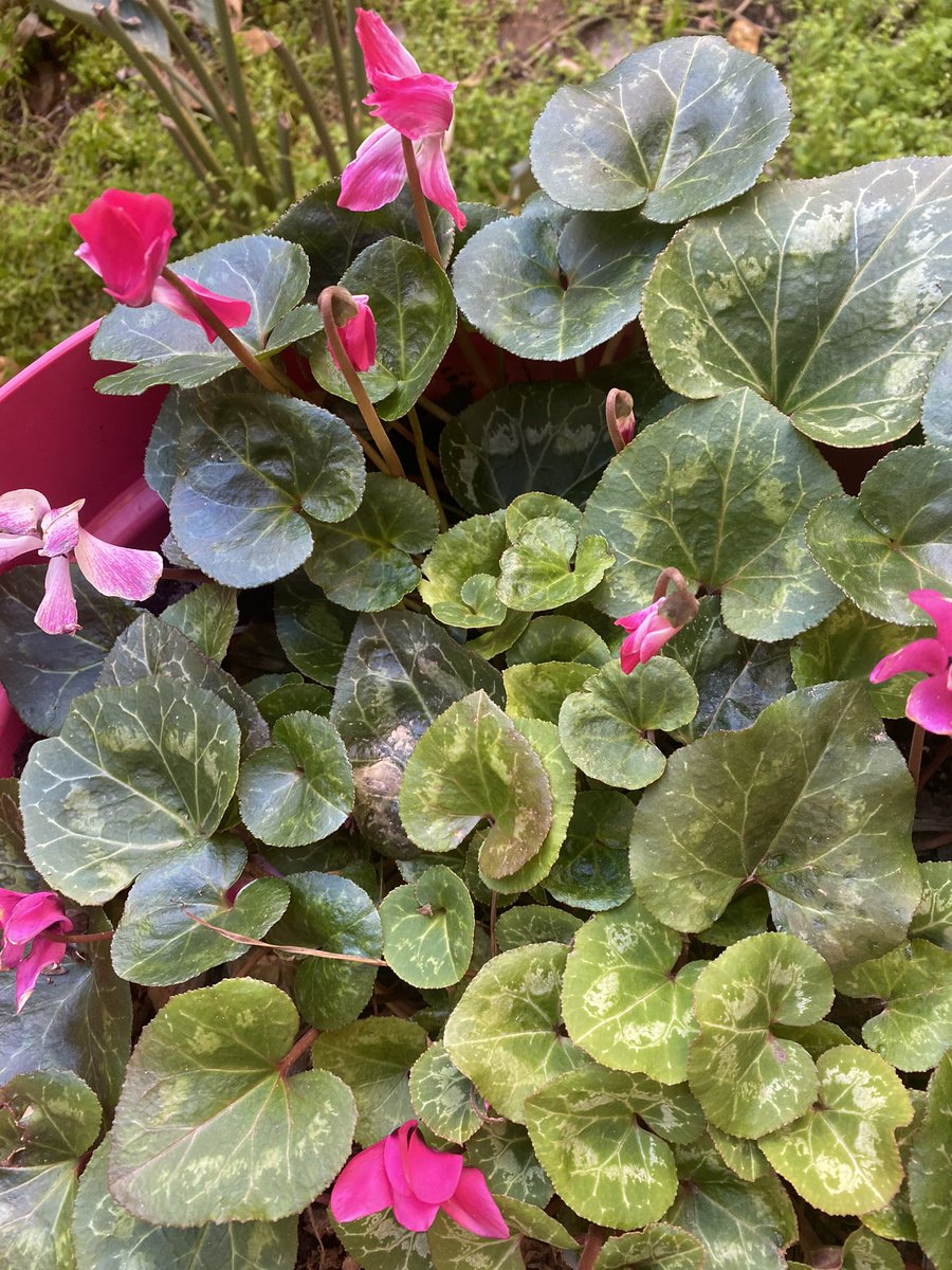 saibef's tweet image. More flowers to spread … Beautiful weather ♥️