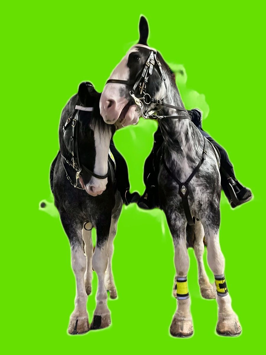 TPSMounted's tweet image. Q. Hey Mirvish did you know it’s St. Patrick’s Day?
A. Nah, I only observe October 4th for St. Francis             #stpaddysday #PHSaunders #PHMirvish  #StPatrickDay #havefun #besafe