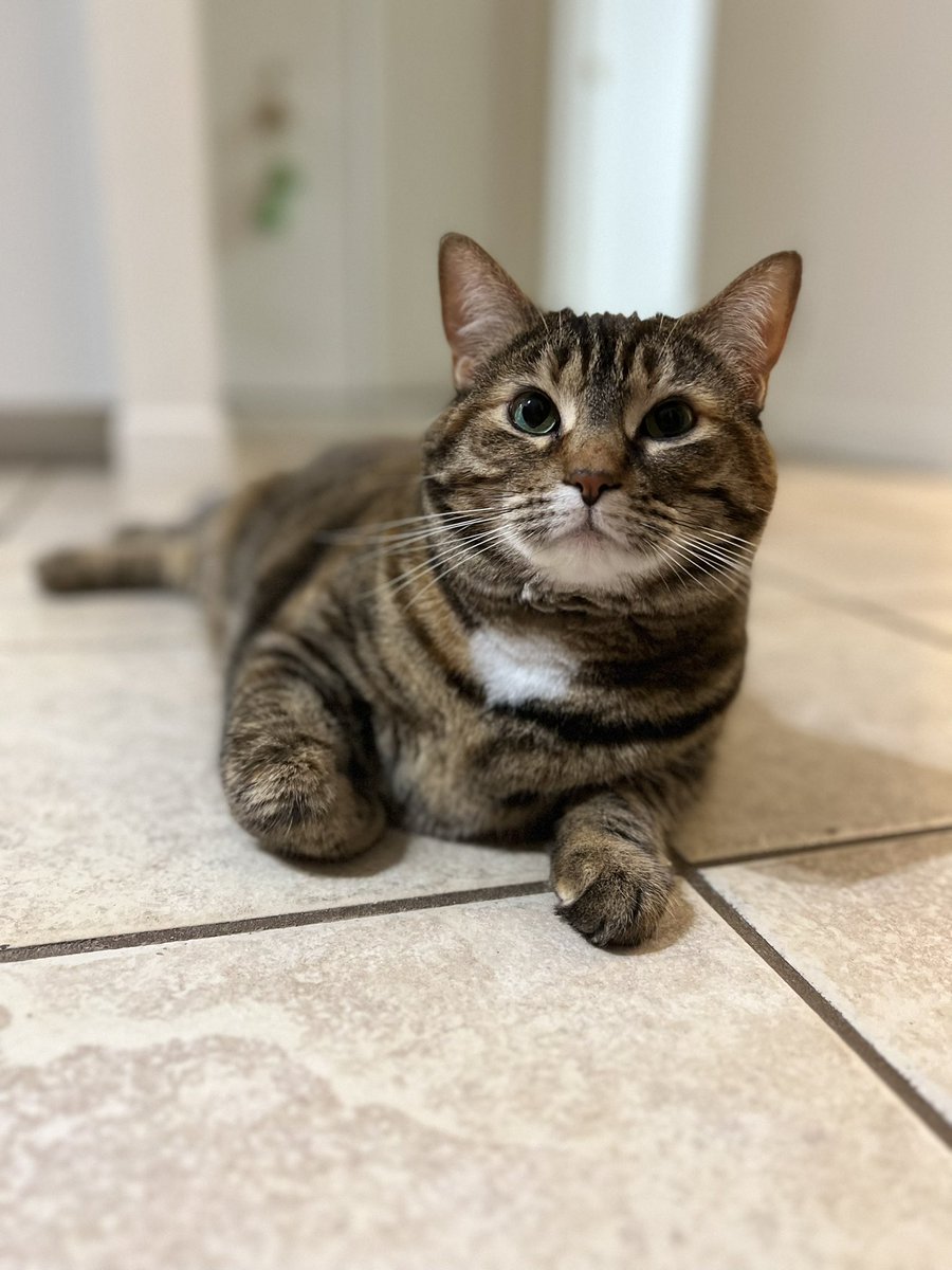 jaddddde_'s tweet photo. Une nouvelle relation amoureuse saine depuis deux ans et demi , l’adoption de mon minet rescapé et devenir tatie Jadie https://t.co/YZyATaO9t9