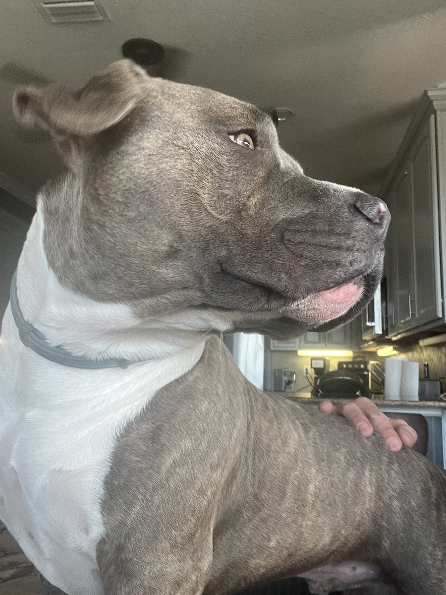 24_7Farnsworth's tweet photo. How does your morning start off. I am just trying to eat my breakfast! Haha! You got to love them! #pits #dogs #goodmorning #pittys #pitbulls #breakfasttime https://t.co/ryXEM9sTqq