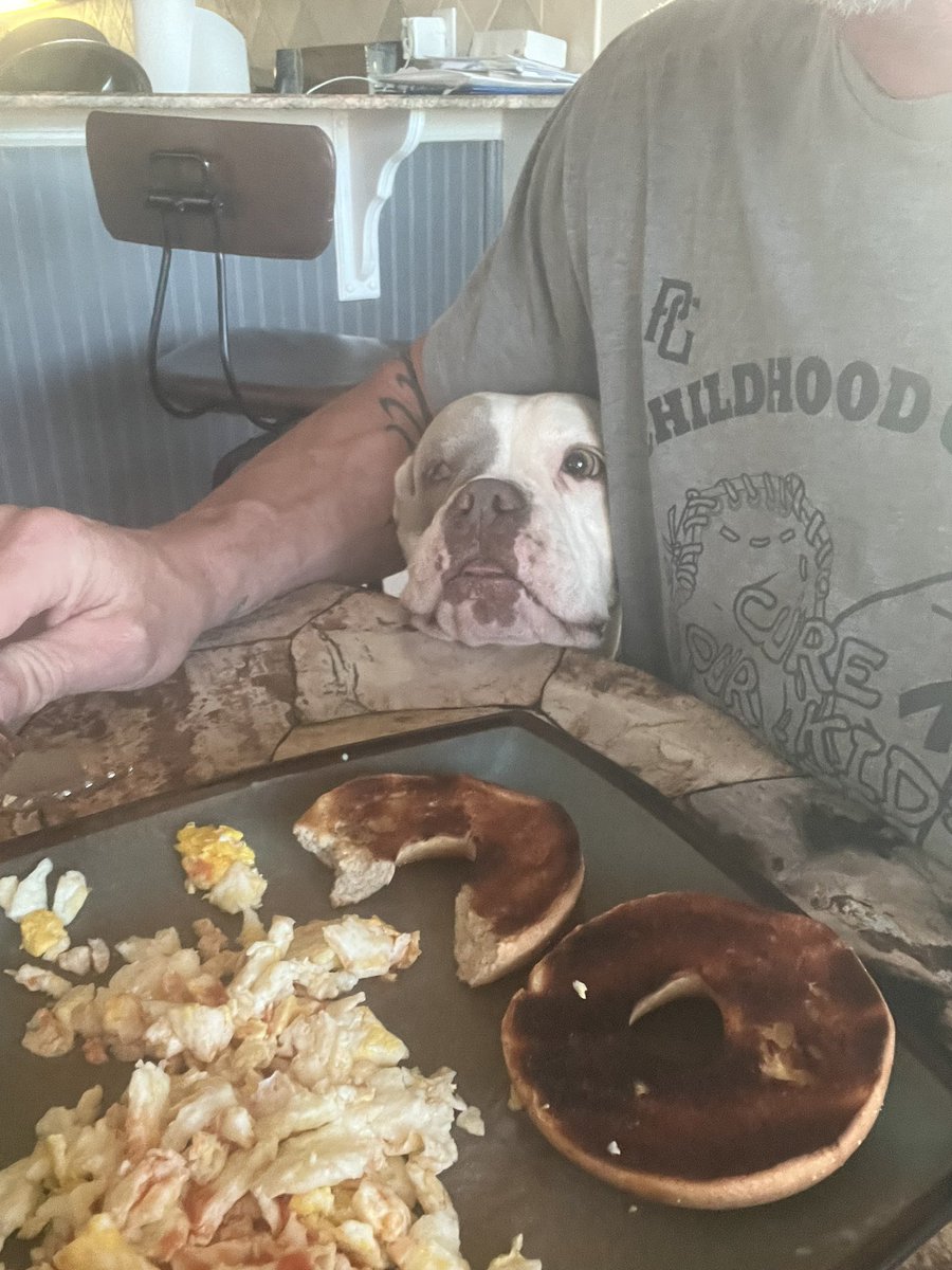 24_7Farnsworth's tweet photo. How does your morning start off. I am just trying to eat my breakfast! Haha! You got to love them! #pits #dogs #goodmorning #pittys #pitbulls #breakfasttime https://t.co/ryXEM9sTqq