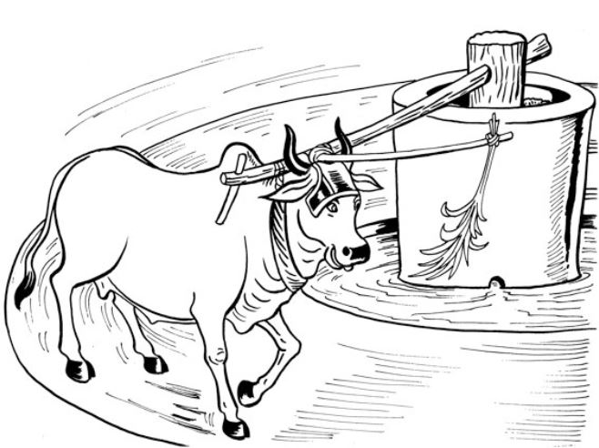AdvaitaVani's tweet photo. 😇Going Round and Round🔻
(Story told by #SwamiVivekananda)

In some oil mills in India, bullocks are used that go round and round to grind the oil-seed. There is a yoke on the bullock’s neck. They have a piece of wood protruding from the yoke, and on that is fastened a wisp of straw. The bullock is blindfolded in such a way that it can only look forward, and so it stretches its neck to get at the straw; and in doing so, it pushes the piece of wood out a little further; and it makes another attempt with the same result, and yet another, and so on. It never catches the straw, but goes round and round in the hope of getting it, and in so doing, grinds out the oil.

In the same way you and I who are born slaves to nature, money and wealth, wives and children, are always chasing a wisp of straw, a mere chimera, and are going through an innumerable round of lives without obtaining what we seek.

🙏Jai Vivekananda!
