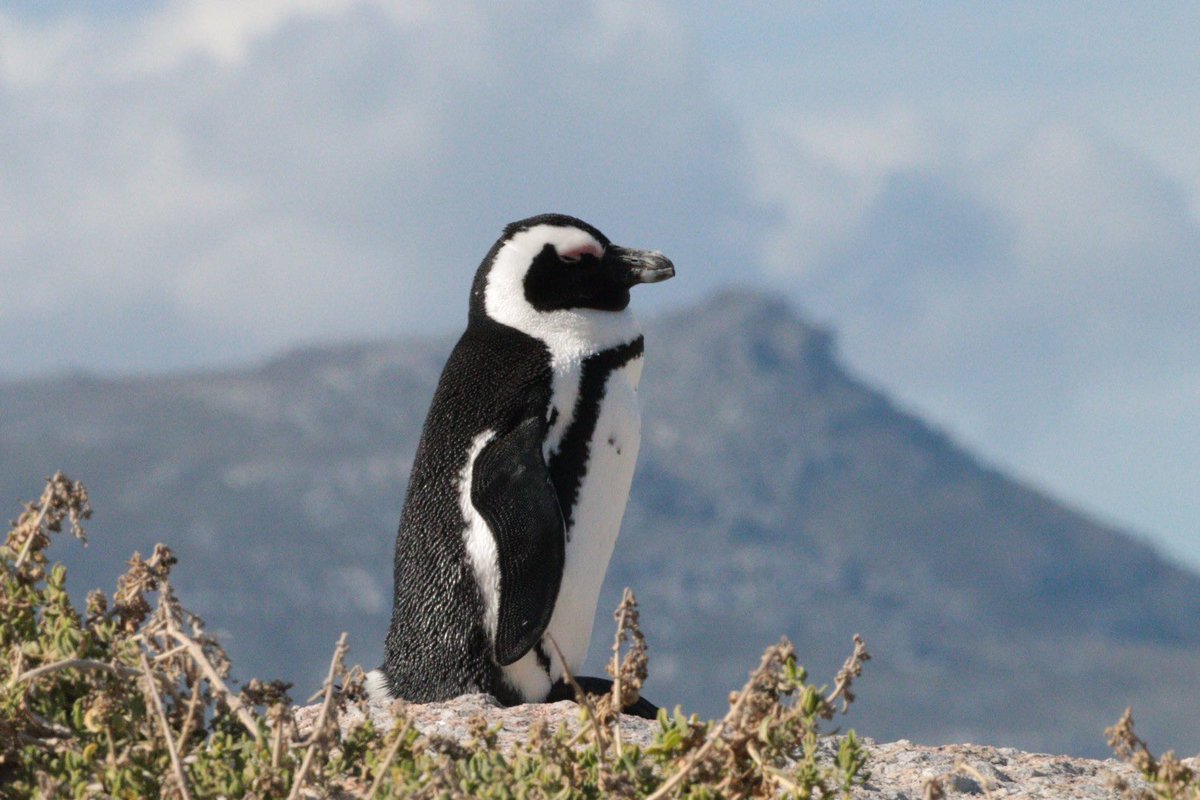 JamesMcG_MSBI's tweet photo. It’s tough to be in the slot after the #BIPowerHour, but I’ll be giving you 5 things you can do to create beautiful reports in Expo room 2. And if you just need something calming after the madness, I have beautiful wildlife photos in the presentation….
#sqlbits2023 https://t.co/OPDh13dyLE