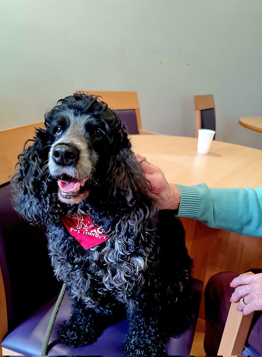huwrob62's tweet photo. Jet from @CariadPet had a lovely time visiting Seren Ward and Y Bwthyn at Royal Glam today @CwmTafMorgannwg
#pettherapy #dogsofinstagram #therapydog #therapydogsofinstagram #animalassistedtherapy #therapyspaniel #roanspaniel #wellbeing #cariadpettherapy https://t.co/VFWunkHWFX
