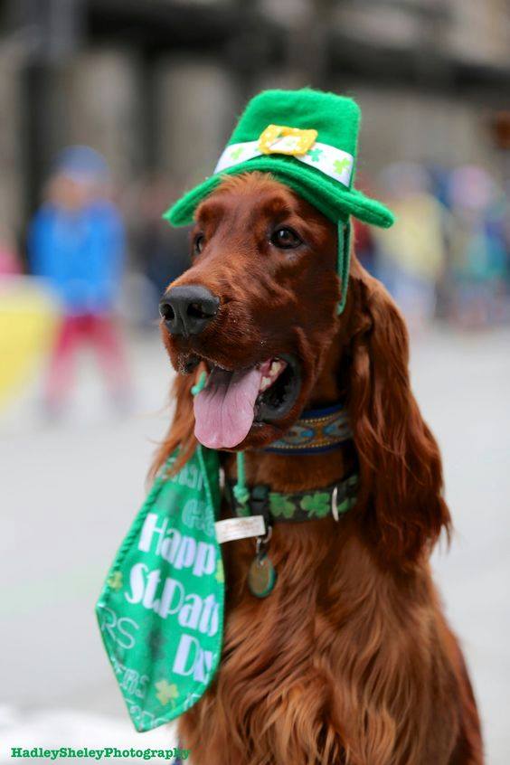 McDevittSP's tweet photo. Happy #StPatricksDay 🍀🎩👒
☎️ 910-724-4455 Call Jamie today 
#McDevitt Town &amp; Country #Properties  
🌎 https://t.co/QAdvNReja4 🌎
#RealEstate #Pinehurst #HorseFarms #GolfProperties https://t.co/MhAenJ8gqQ