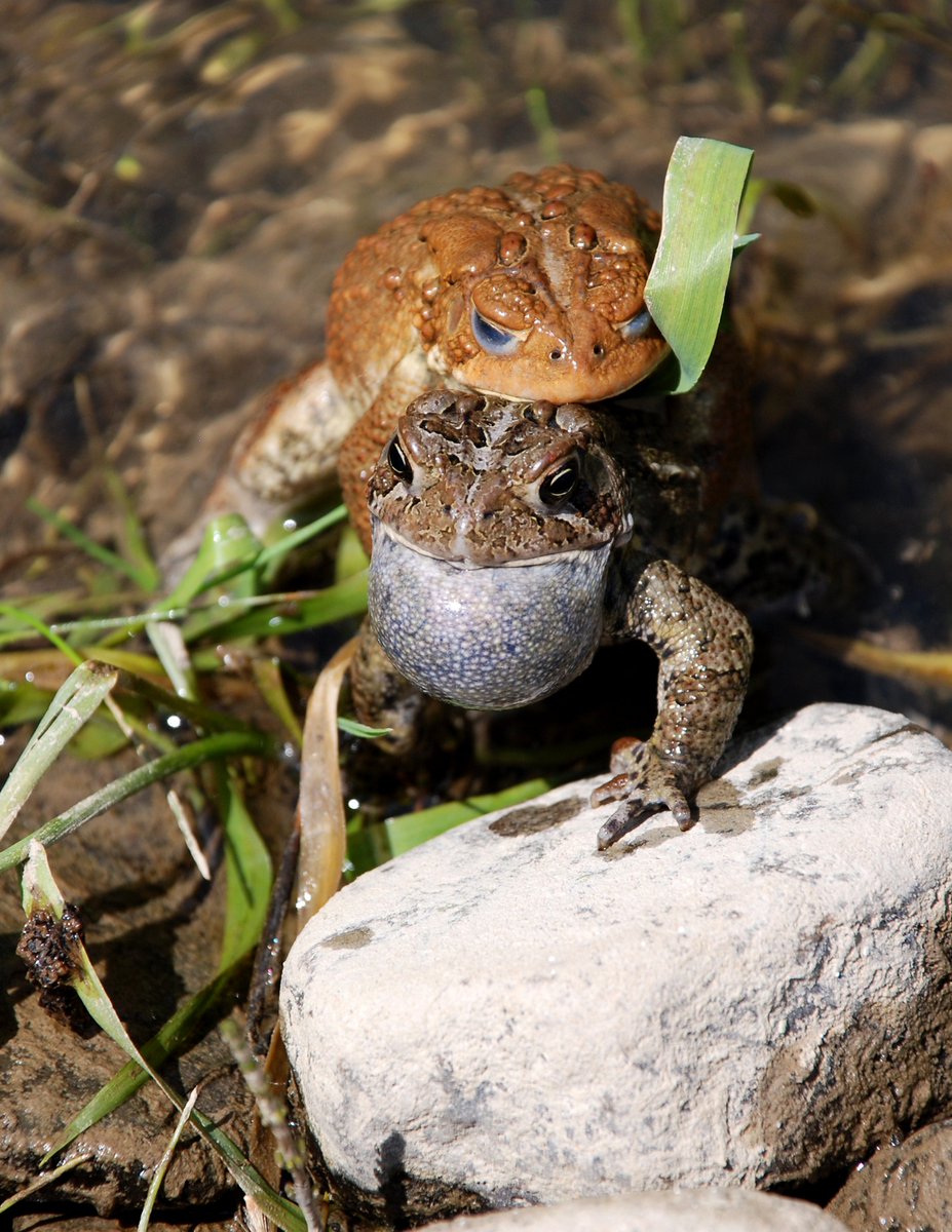 MattFoxMusician's tweet photo. Competition. #toad #nature #amphibian #matingdisplay #riverlife #wildlife #competition #lifefindsaway #NaturePhotography 

Visit my website for prints, apparel &amp; more.
https://t.co/f2cDoyJAgv https://t.co/vPJ8vY73Yz