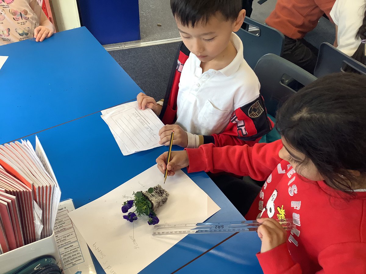 2CD are being scientists! They are identifying the different parts of a plant and are discussing the functions of each part.