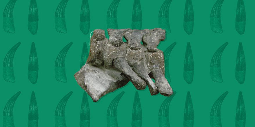 Publi_MNHN's tweet photo. [#Palevol] Revision of the short-necked Cretaceous plesiosaurians from New Zealand

✒️ José Patricio O’GORMAN &amp; Rodrigo OTERO
🔗 https://t.co/fO6roCxas8
#FossilFriday #Polycotylidae #Maastrichtian #Campanian #NewZealand https://t.co/ZBtAFpnDap