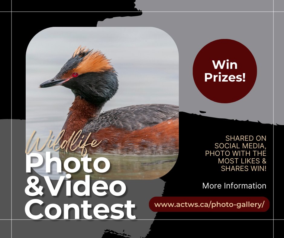 AB Wildlife Society tweet media