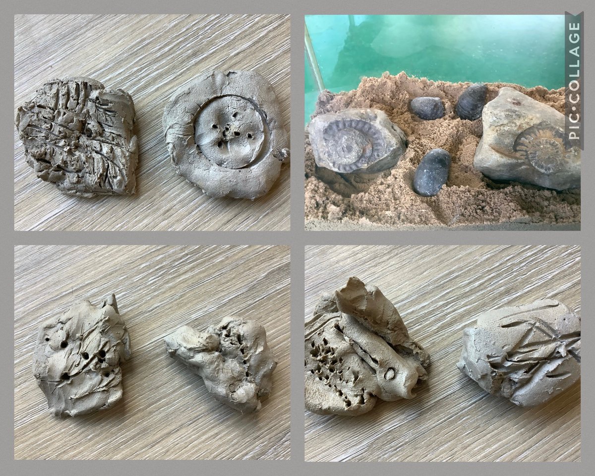 Studying fossils discovered on a local beach🐚

Ammonites in Nursery <a href="/MillbrookP/">Millbrook Primary</a> @MBHeadteacher