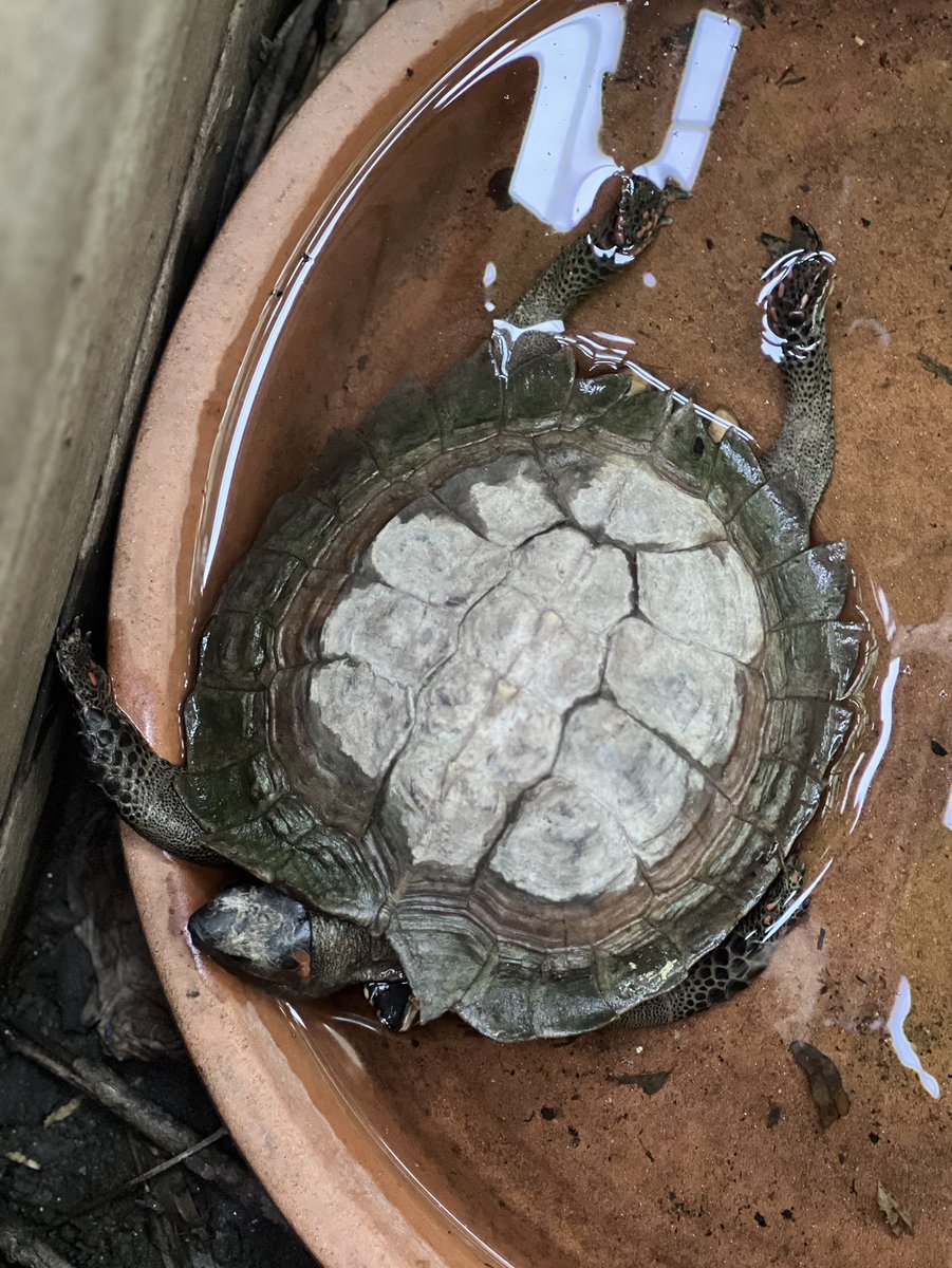 turtletweets's tweet photo. Ushering in your #Friday with some turtle sploots! Who has the best sploot? Basking turtles and tortoises sometimes “sploot” to sun maximum surface area 😎☀️ These are some relaxed and happy turtles! #turtleconservancy https://t.co/qtpiYhXSIZ