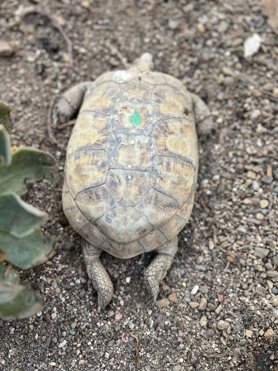 turtletweets's tweet photo. Ushering in your #Friday with some turtle sploots! Who has the best sploot? Basking turtles and tortoises sometimes “sploot” to sun maximum surface area 😎☀️ These are some relaxed and happy turtles! #turtleconservancy https://t.co/qtpiYhXSIZ