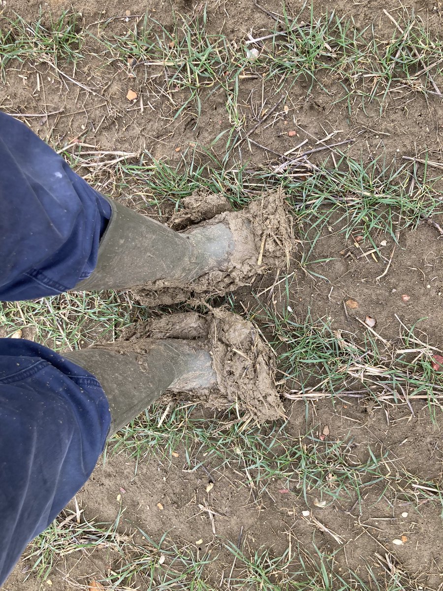Jethro777777's tweet photo. On the left. Max-tilled 2nd wheat land. On the right. 8 year #directdrilled #regen land. Last years chopped straw has also gone from the regen. So much better water infiltration and drainage in the regen. #keepyourbootsclean https://t.co/Eg8AUqbR1N