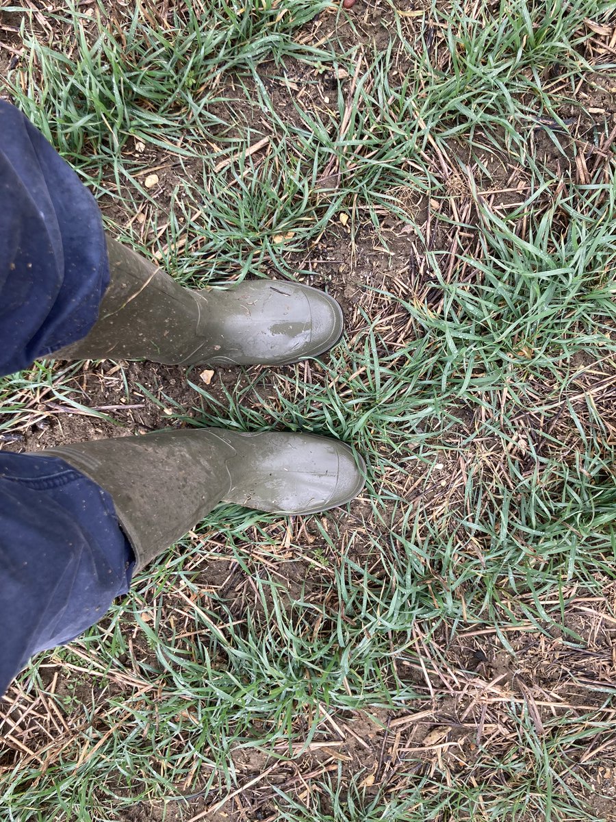 Jethro777777's tweet photo. On the left. Max-tilled 2nd wheat land. On the right. 8 year #directdrilled #regen land. Last years chopped straw has also gone from the regen. So much better water infiltration and drainage in the regen. #keepyourbootsclean https://t.co/Eg8AUqbR1N